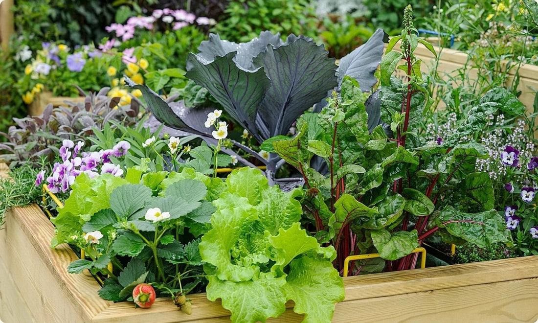 Companion Planting NZ: A Beginner's Guide to What Grows Well Together