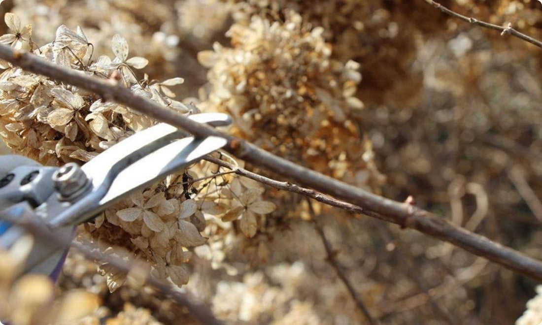 Pruning hydrangea bushes in a New Zealand garden