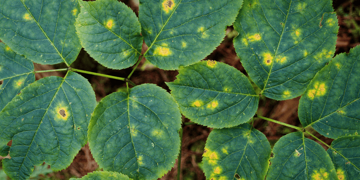 How to Manage Spring Diseases in the NZ Garden