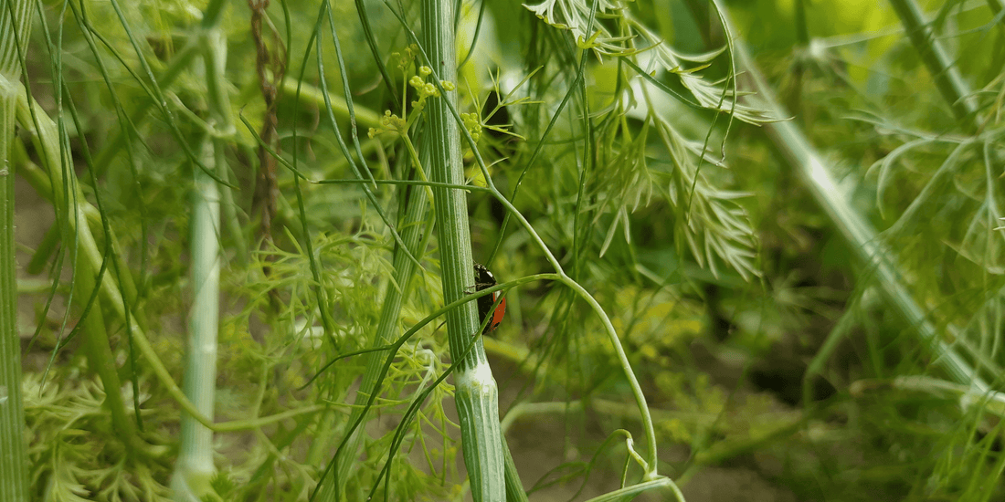How to Manage Spring Pests in the NZ Garden