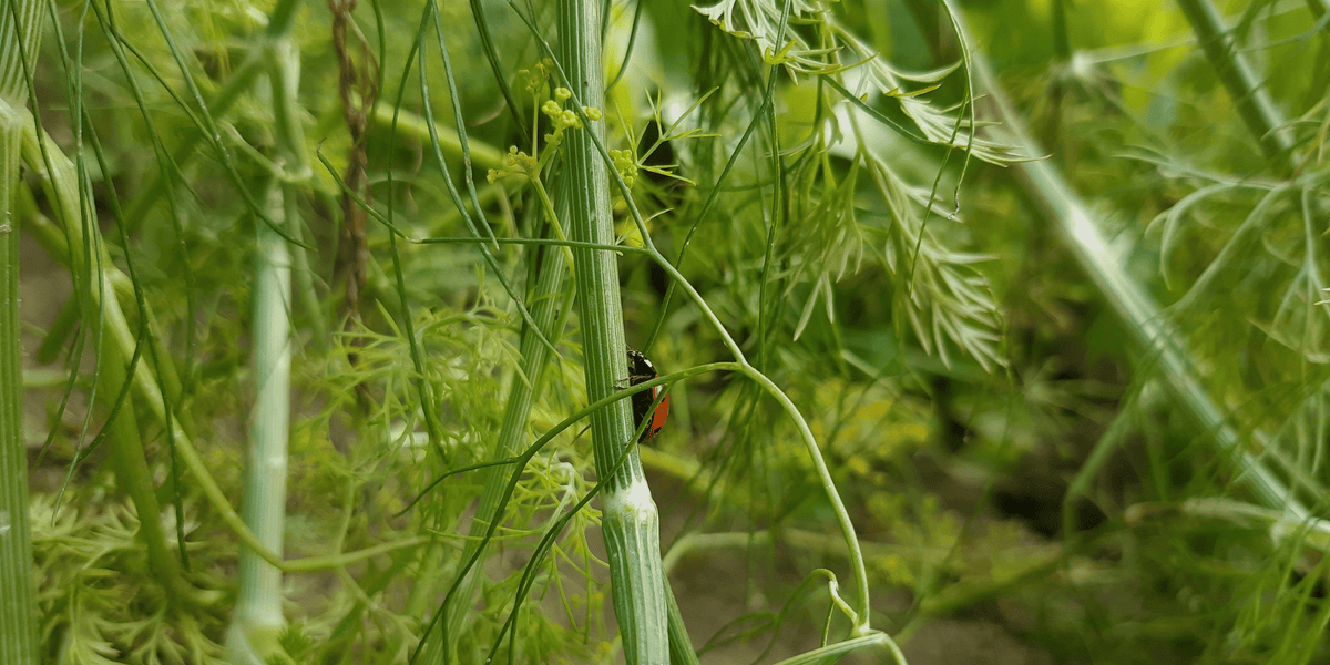 How to Manage Spring Pests in the NZ Garden