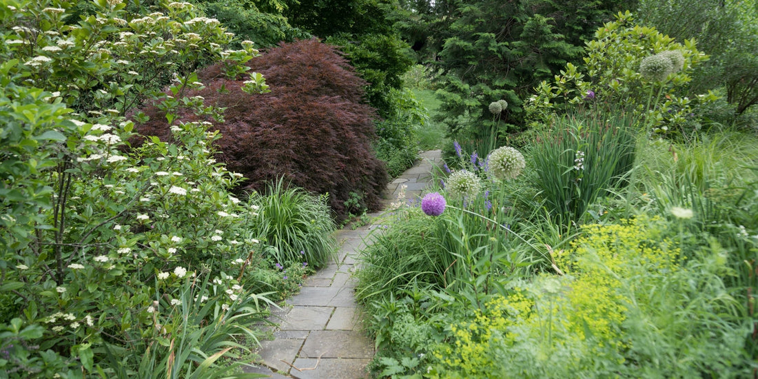 Edimentals: The Plants That Earn Their Place Twice