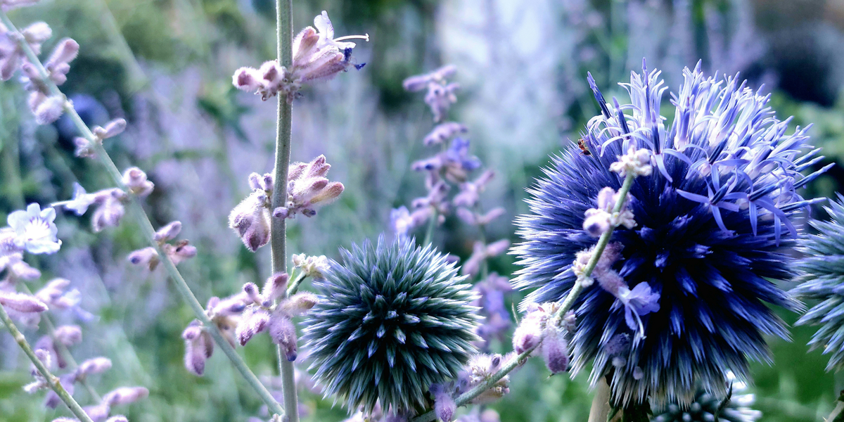 Ancient Blue: The 2027 Garden Colour, Done the NZ Way