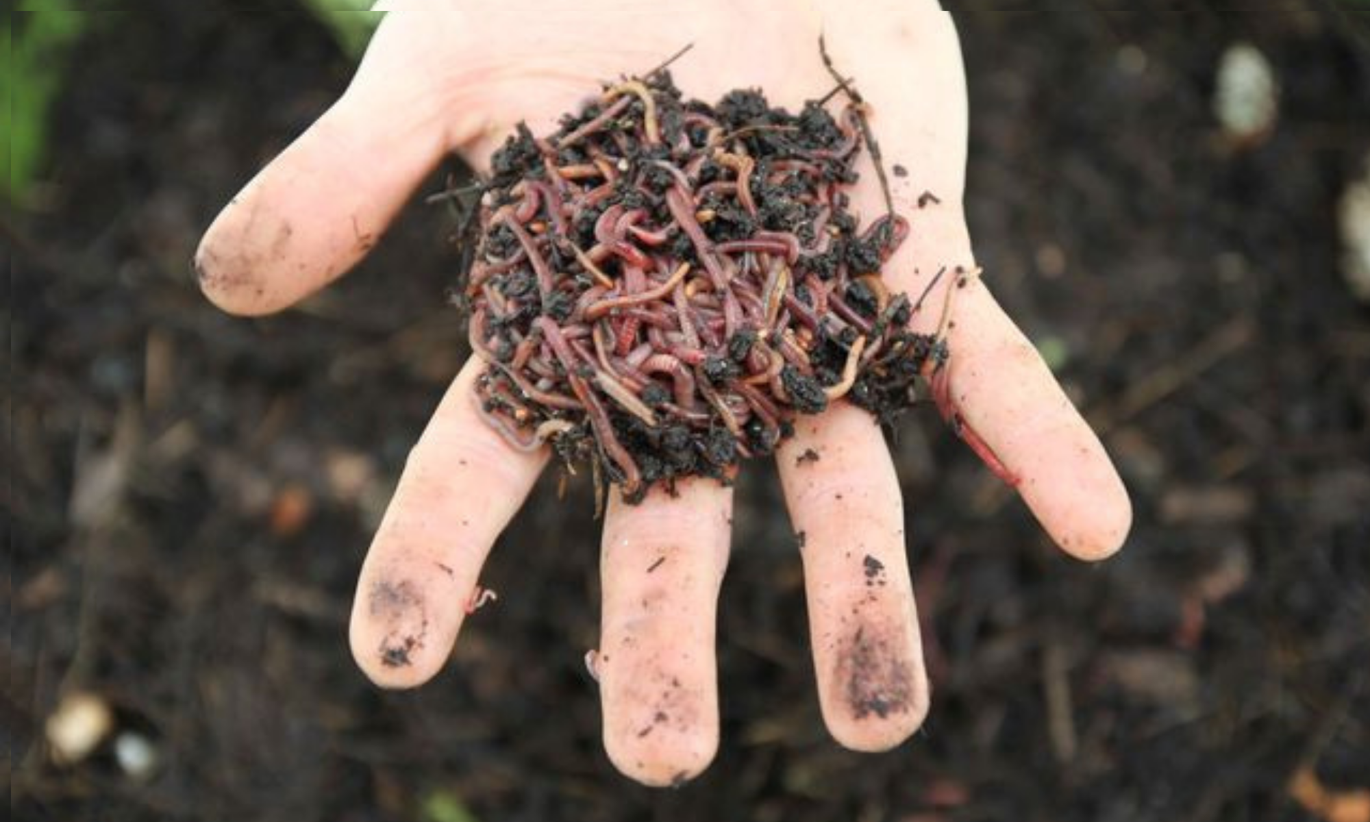 The Complete Guide to Worm Care