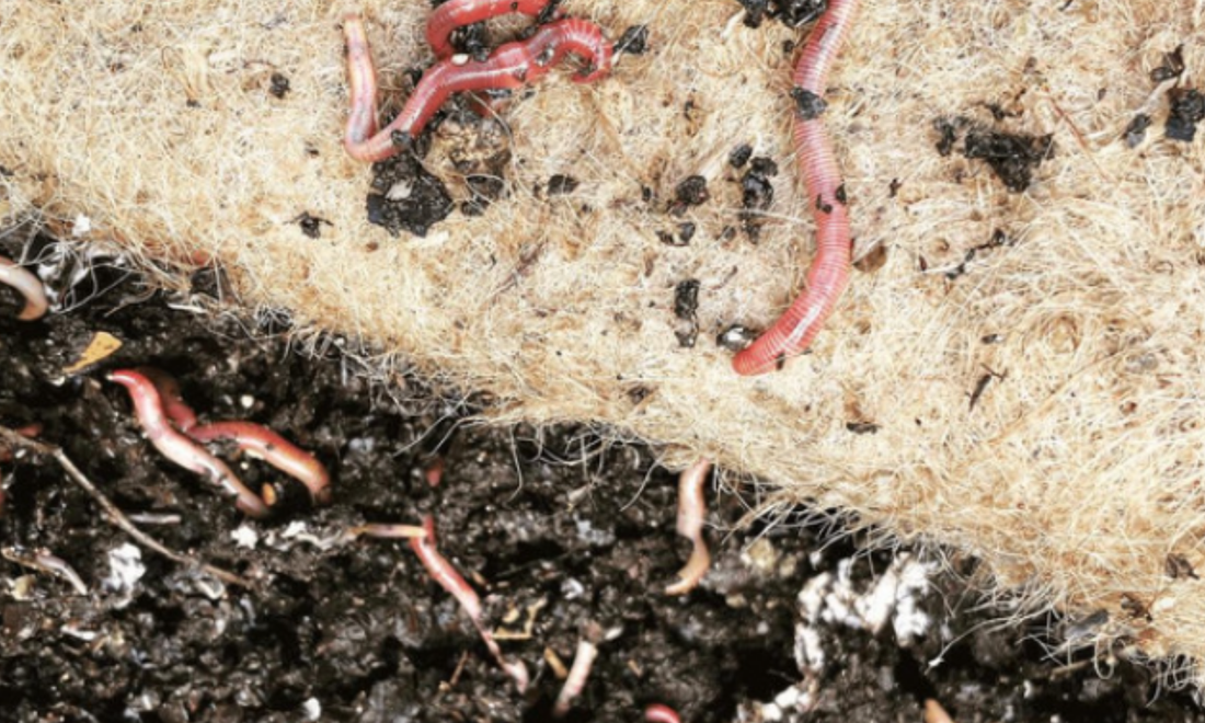 Home worm farm being set up with bedding and tiger worms