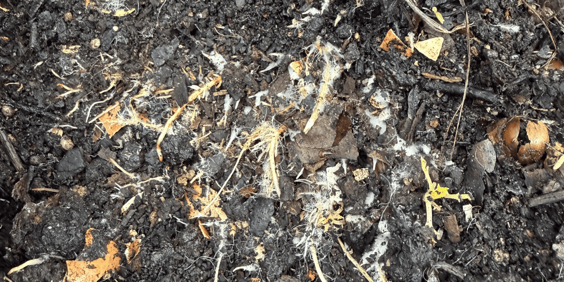 Garden soil being treated with effective microbes for healthy growth