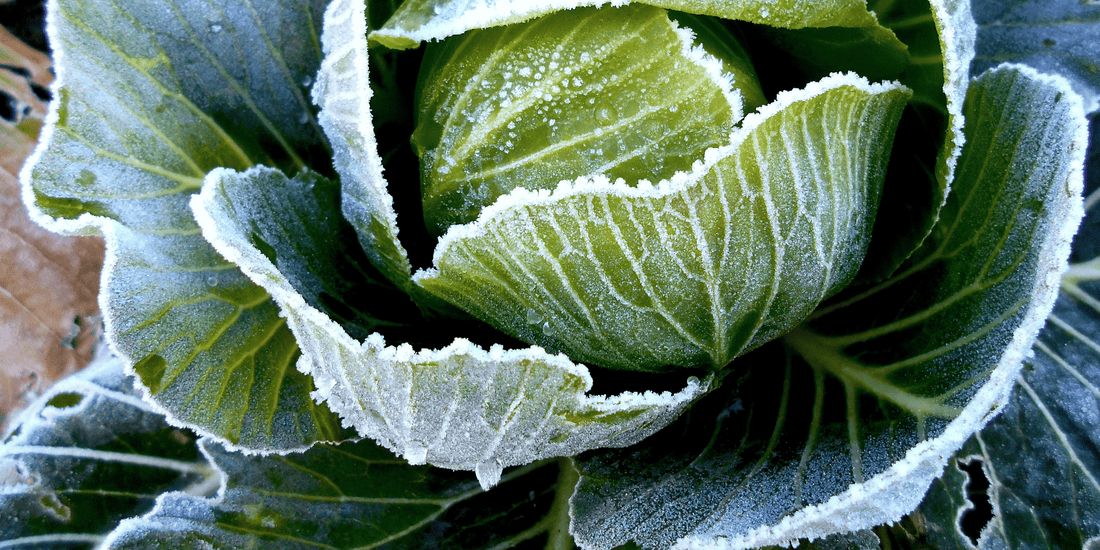 Frozen cabbage in a vegetable garden