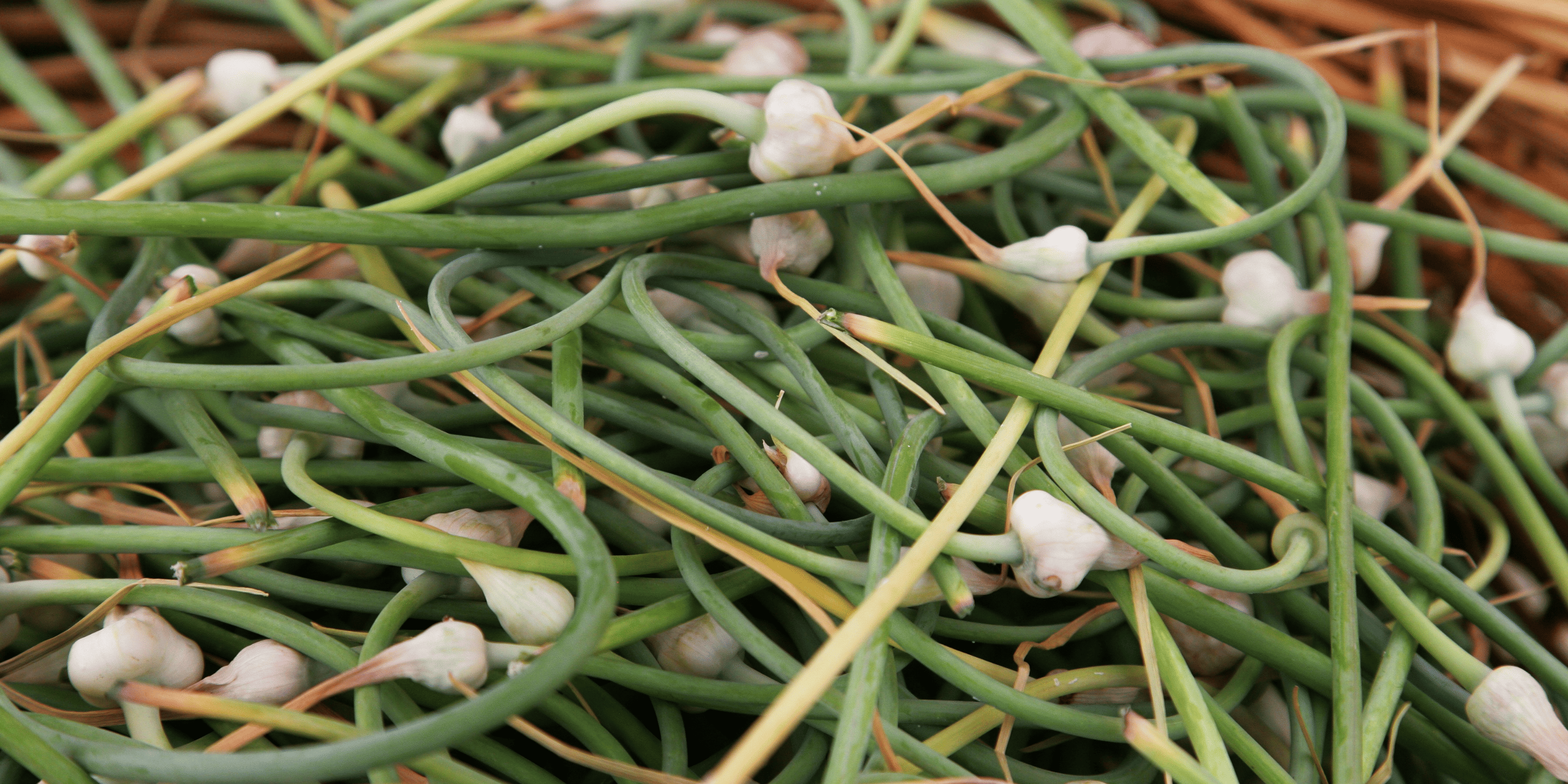 How to Harvest Garlic Scapes | The Free Bonus Crop
