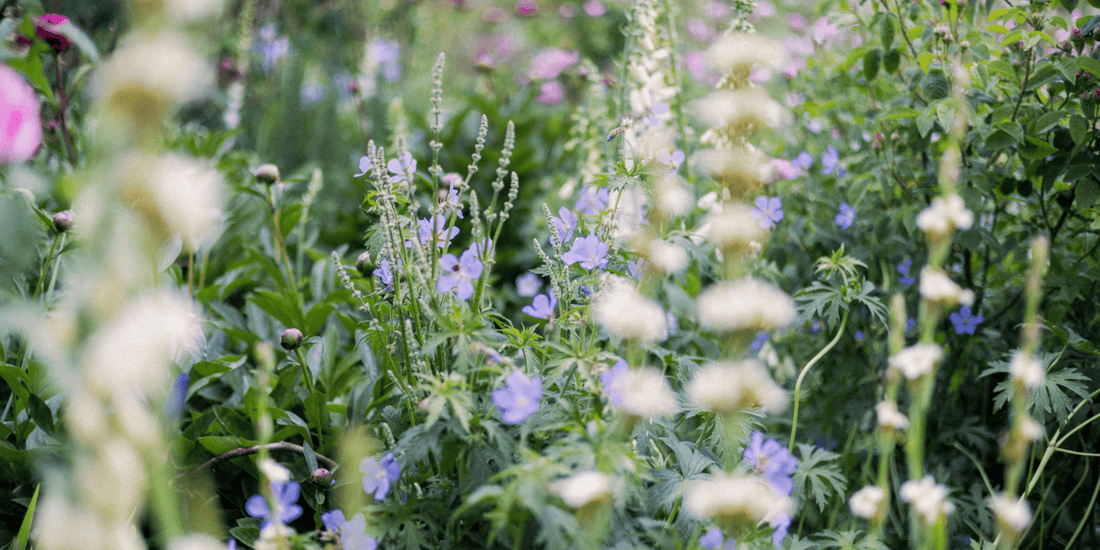 What are hardy annuals? A Comprehensive Growing Guide