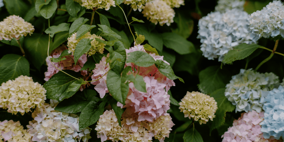 How to Change Hydrangea Colour | The Chemistry Bit