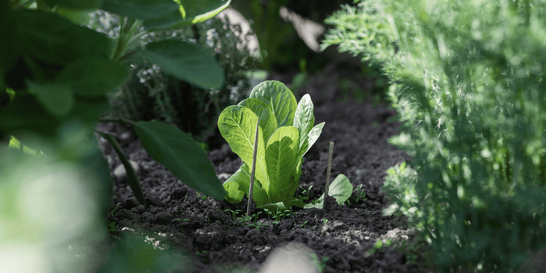 Vegetables That Grow in Shade | NZ Garden Guide