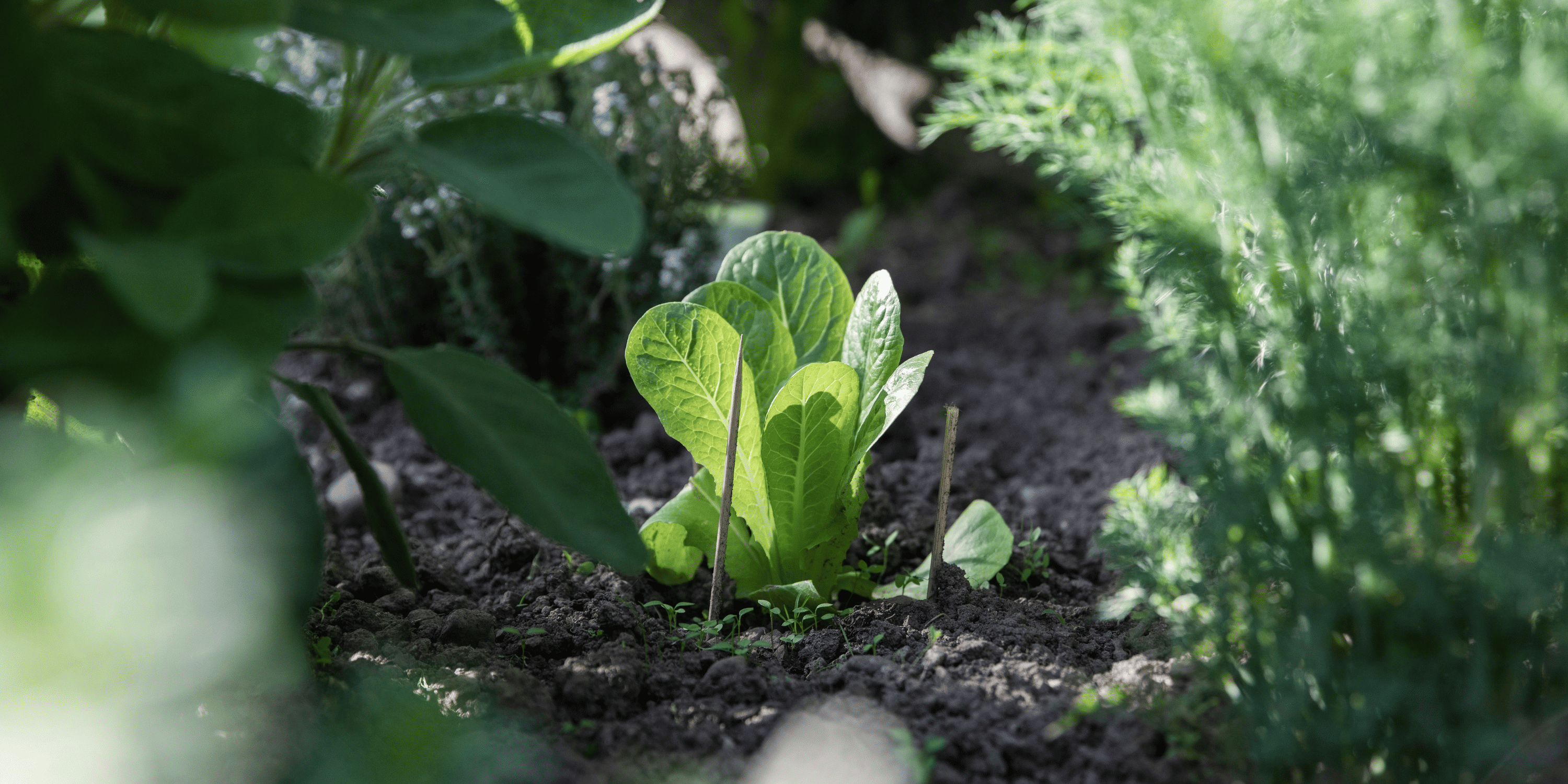 Vegetables That Grow in Shade | NZ Garden Guide