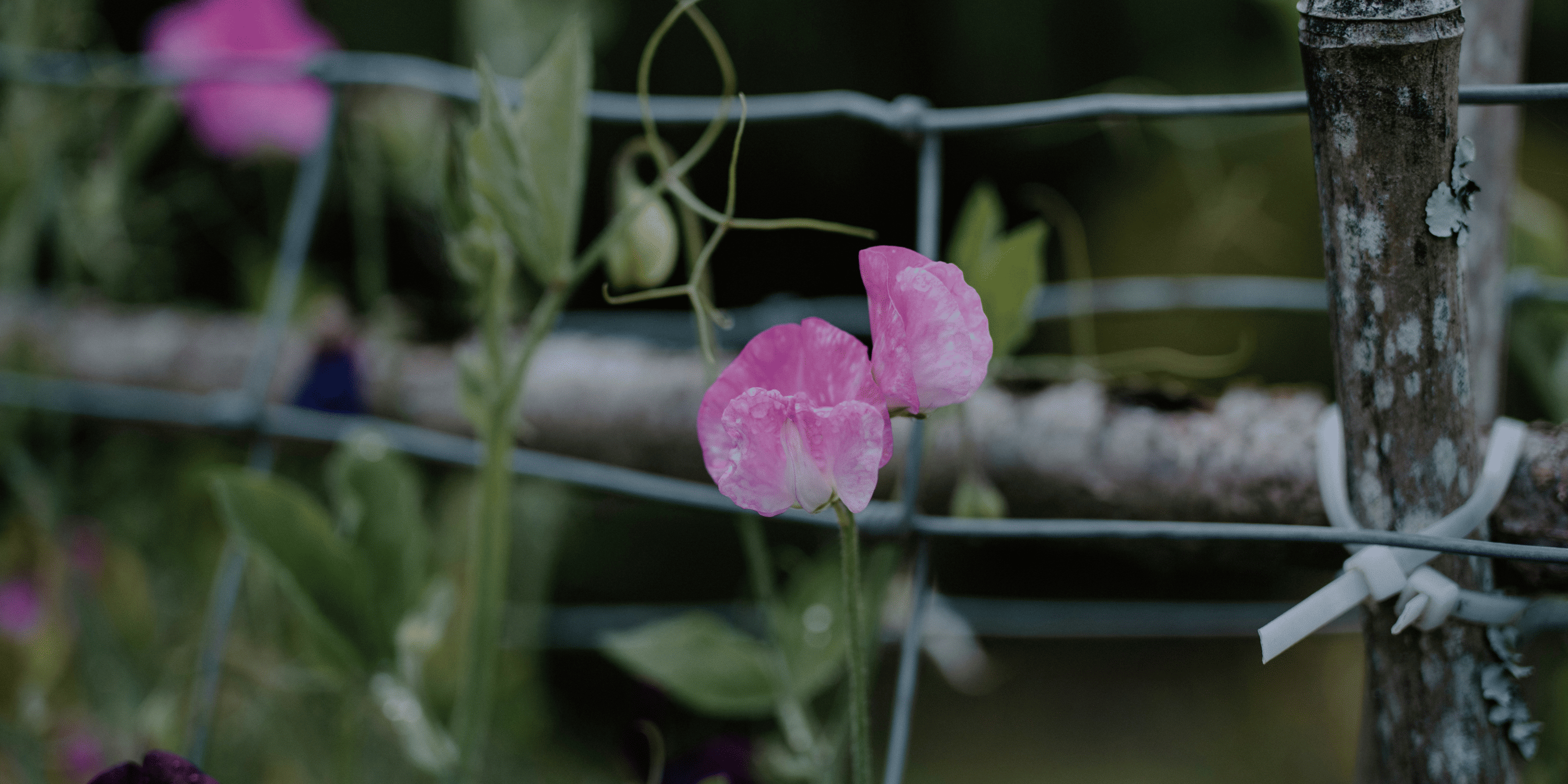 How to Grow Sweet Peas in NZ | A Winter Sowing Guide