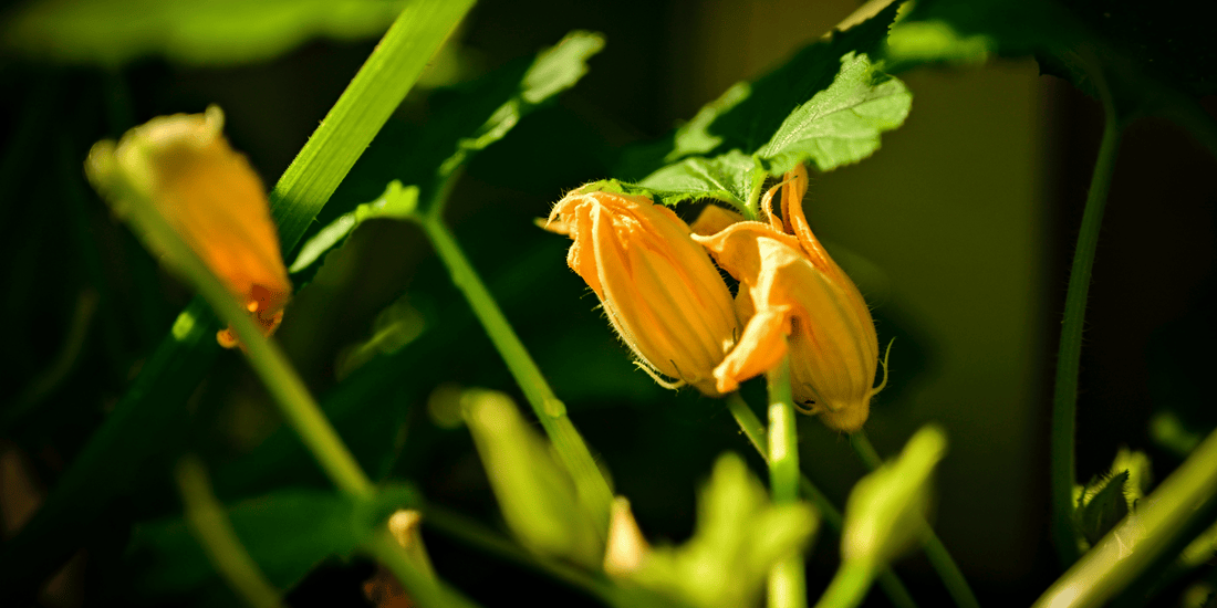 How to Hand-Pollinate Squash | The Bee Substitute