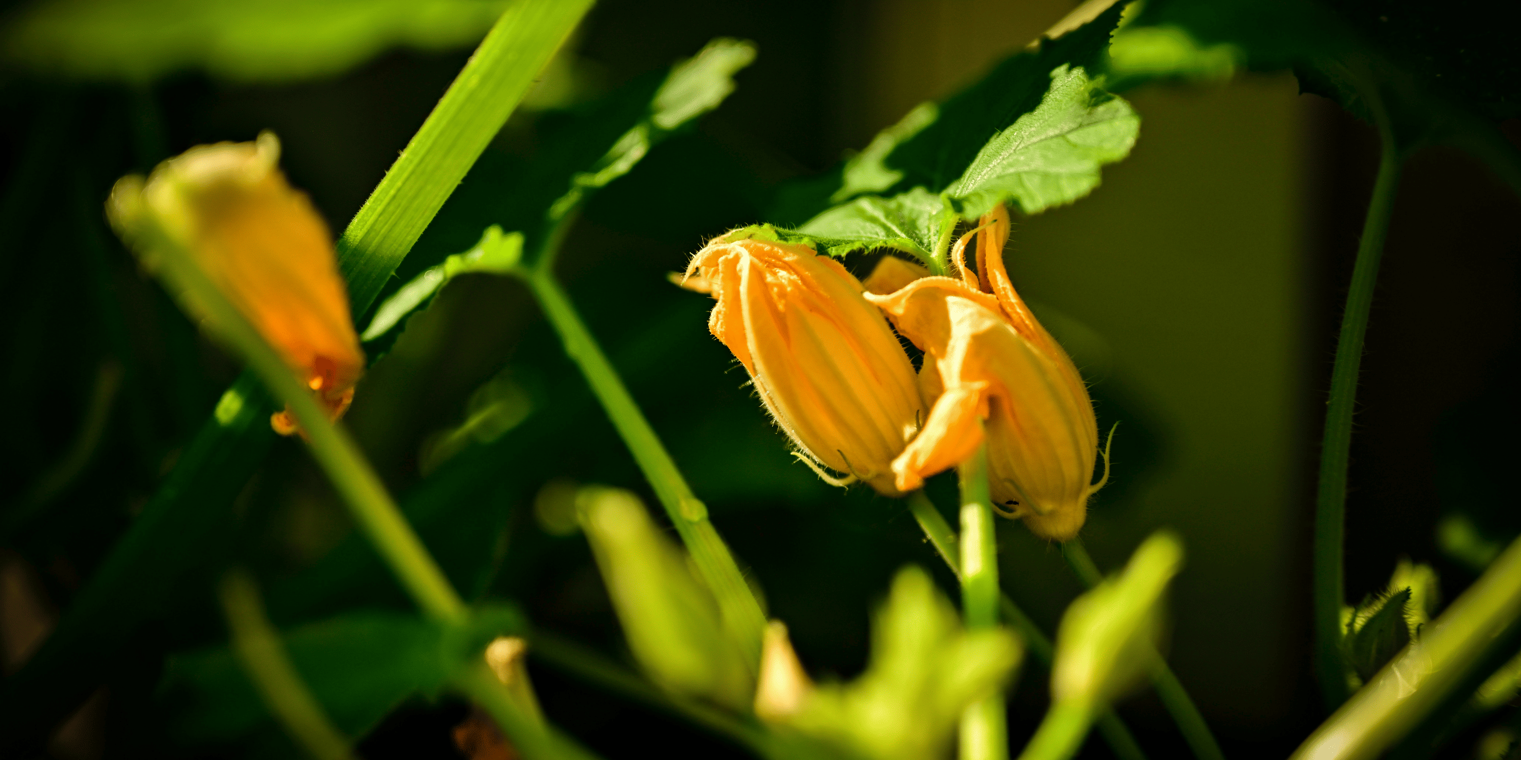 How to Hand-Pollinate Squash | The Bee Substitute
