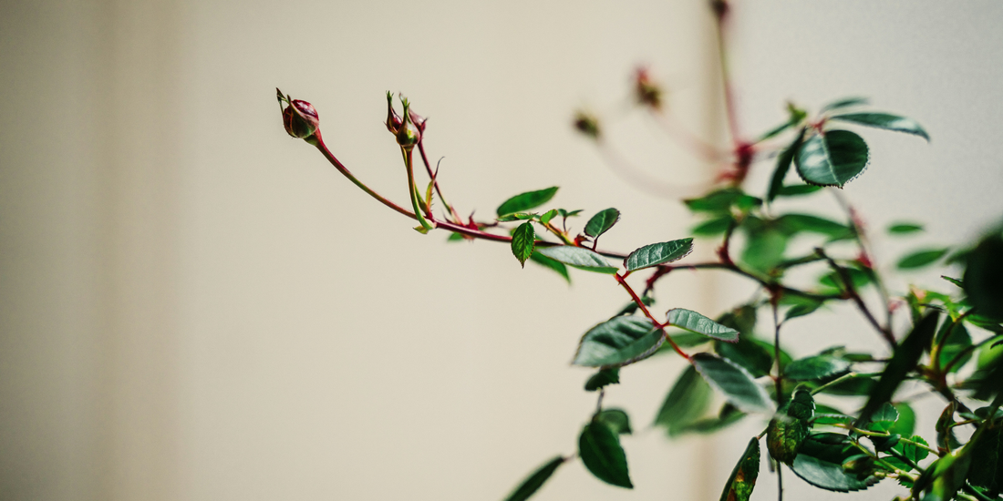 How to Prune Roses in Winter: Where to Cut and Why