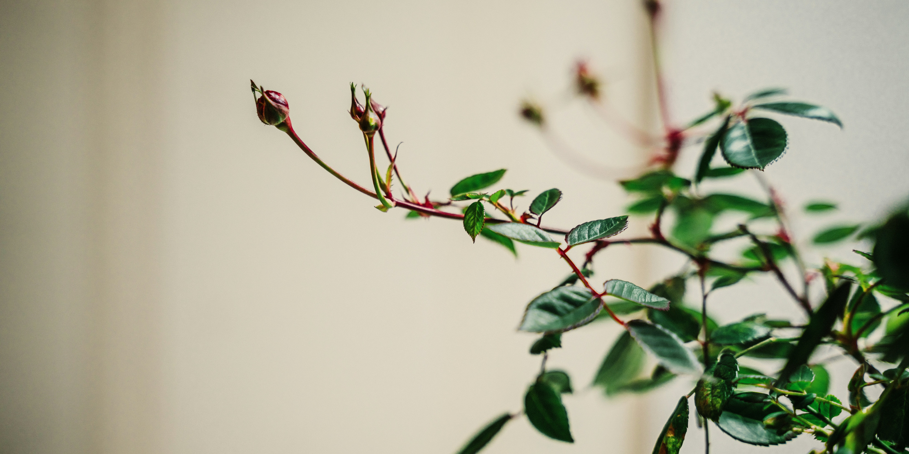 How to Prune Roses in Winter: Where to Cut and Why