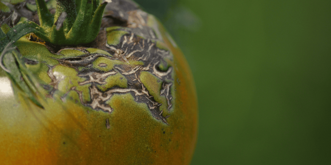 Why Tomatoes Split and Crack | The Watering Fix