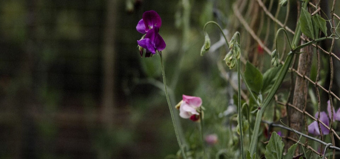 The Bugg Spring Garden Guide