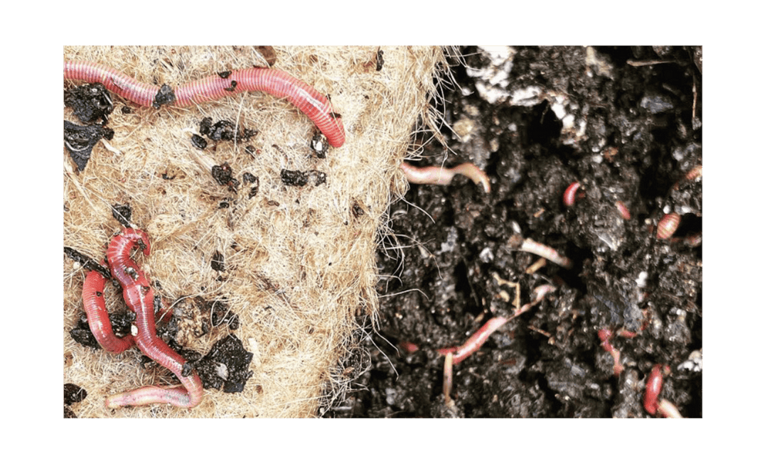 How to Set Up and Run a Worm Farm