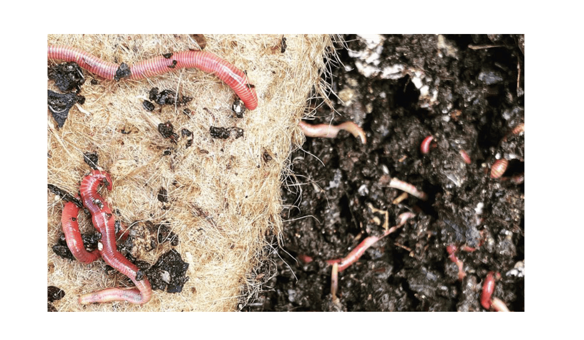 How to Set Up and Run a Worm Farm