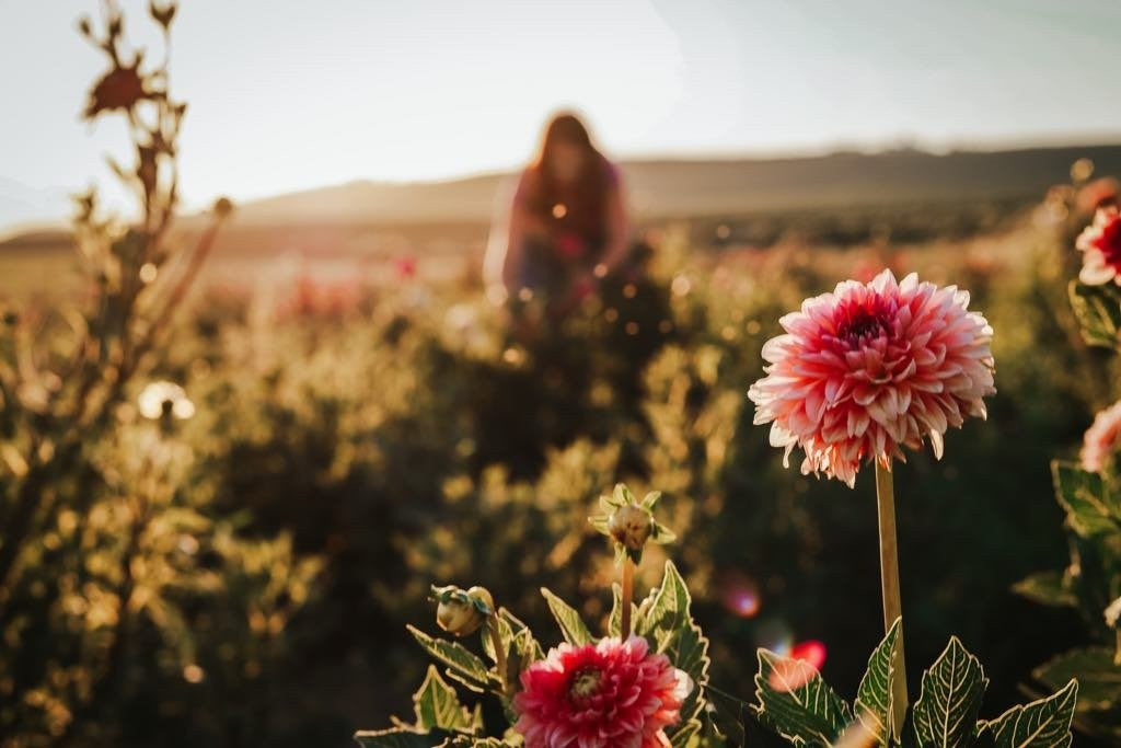 A dahlia grower’s autumn checklist | How to prolong dahlia flowers & prep tubers for next season