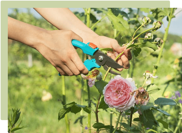 A guide to rose pruning and care