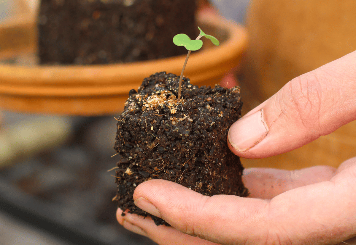 A Quick Guide to Soil Blocking for Cut Flowers