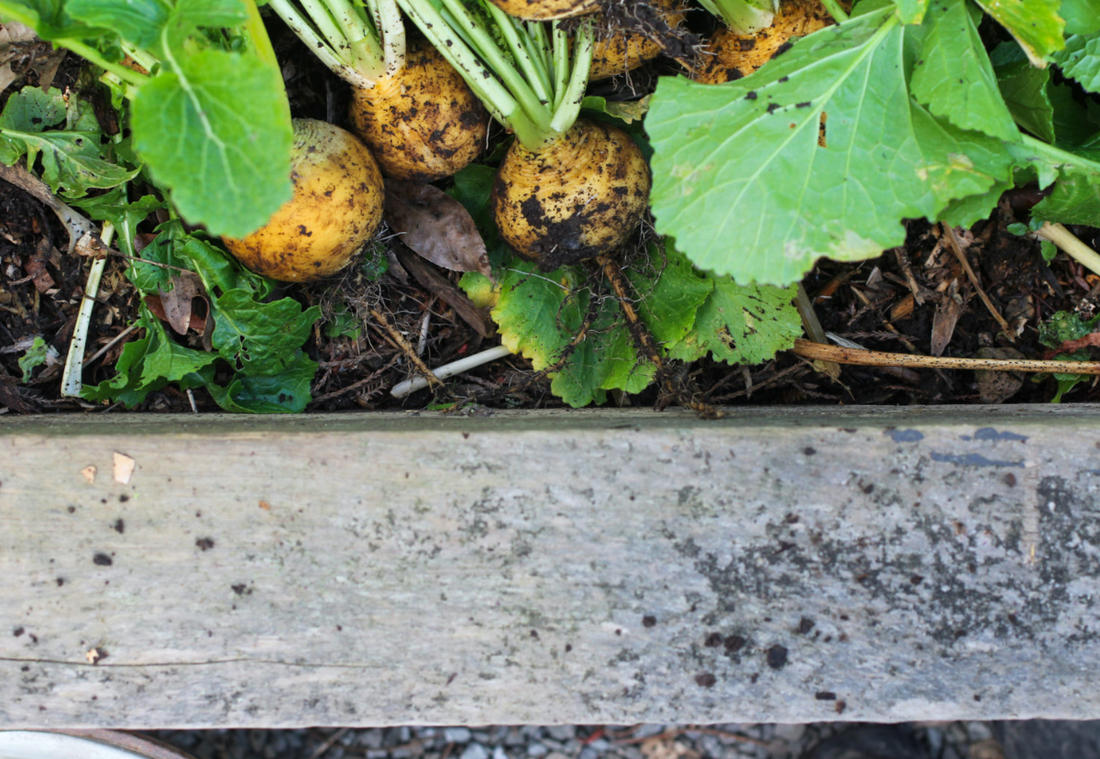 A simple guide to soil mixes & amendments