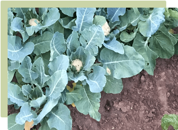 A step-by-step guide to no-dig gardening