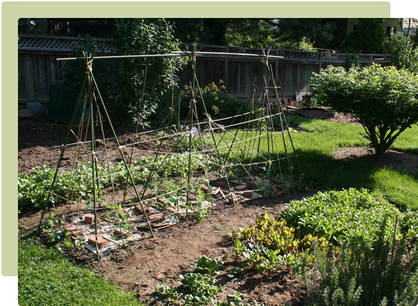 August Garden Guide