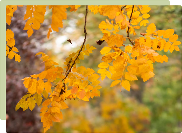 Autumn Gardening Guide: care & clean-up