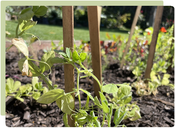 Autumn Planting