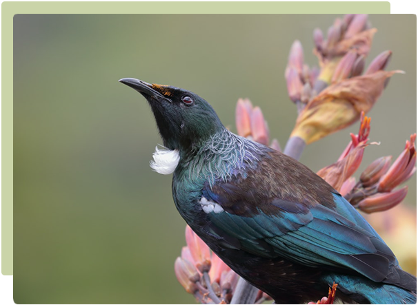 Bird & Insect Garden Guide