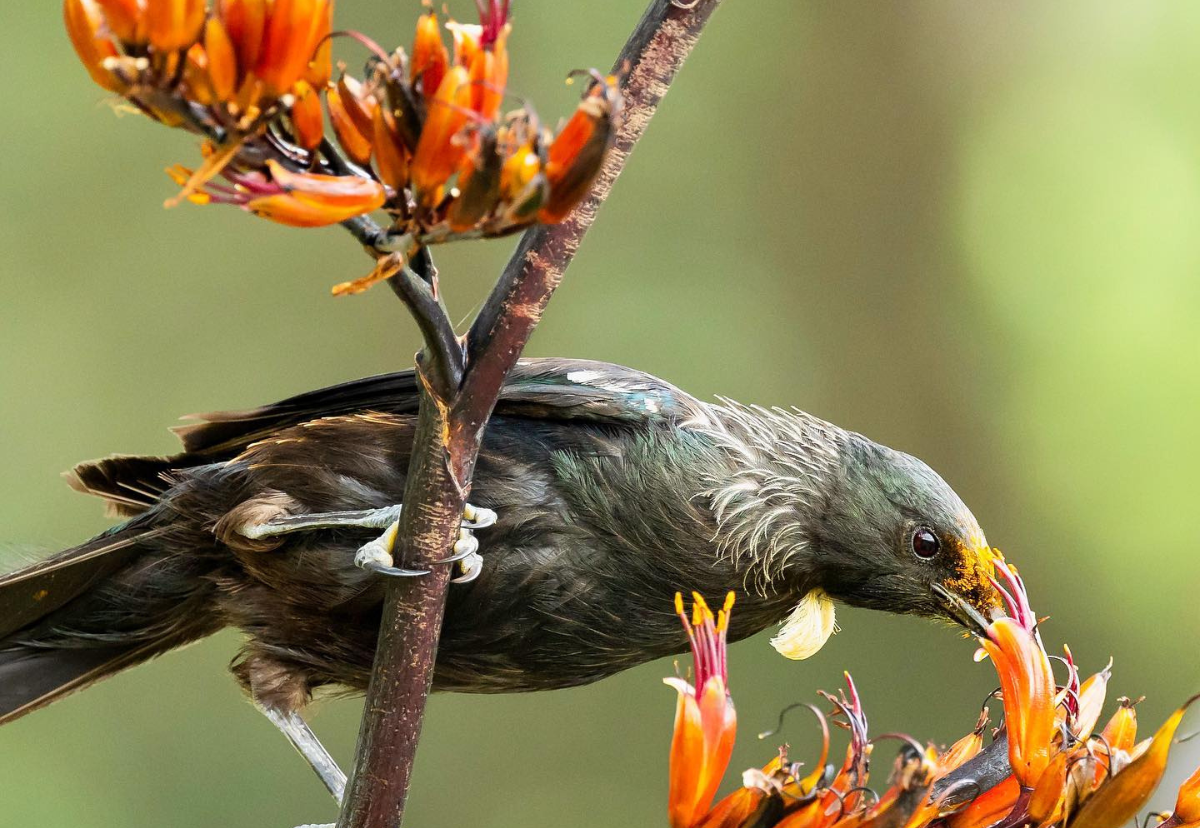 Bringing Pollinators to your Garden