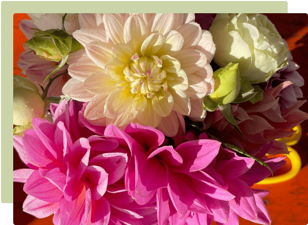 Dahlias – from garden outcast to garden darling