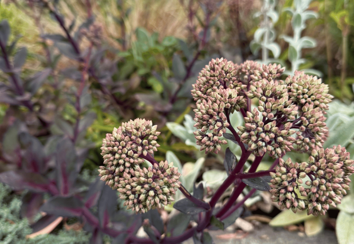 Drought Tolerant Plants