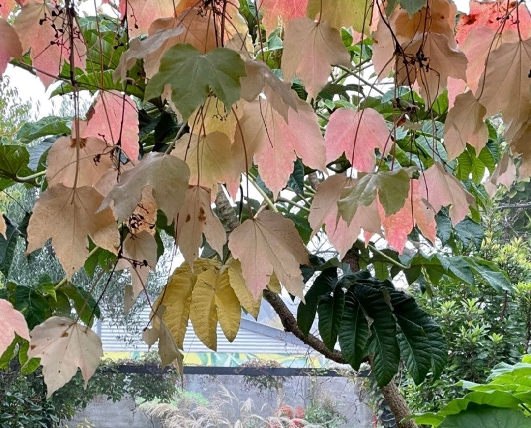 Evergreen or deciduous tree?