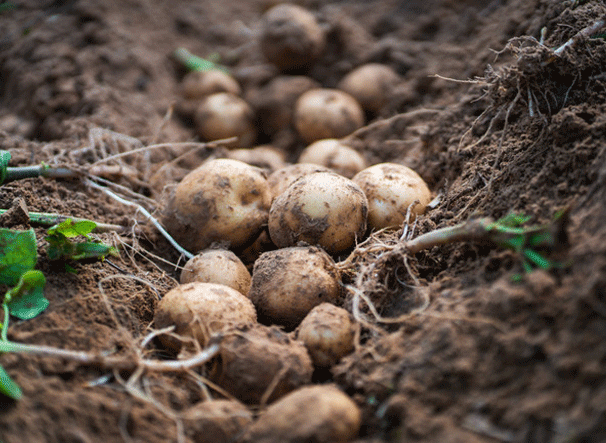 Growing Potatoes