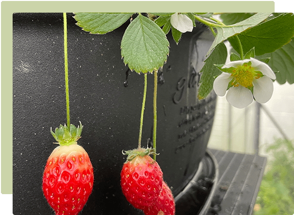 Growing strawberries at home