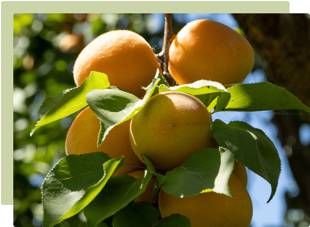 Growing your own fruit