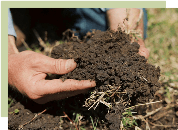 Harnessing the Magic of Effective Microbes in Your Garden