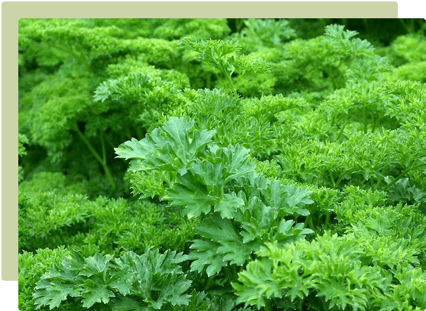 Herbs - The easiest way to add flavour to your meals!