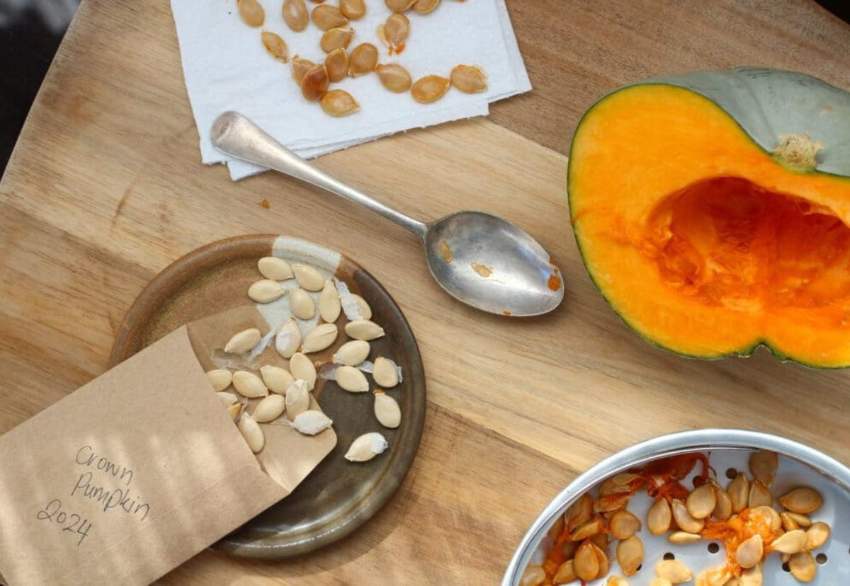 How to harvest & store pumpkins and potatoes