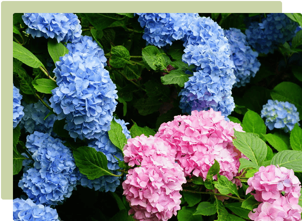 How to identify & prune your hydrangeas