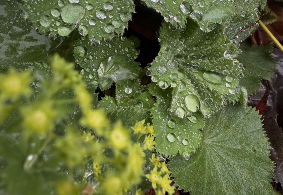 How to plant, propagate & prepare perennials for dormancy | An Autumn Guide