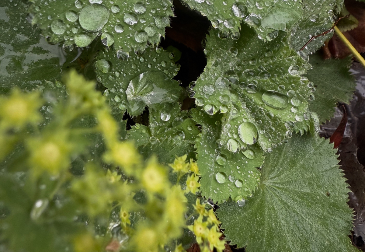 How to plant, propagate & prepare perennials for dormancy | An Autumn Guide