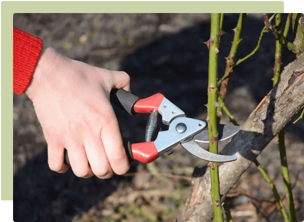July Garden Guide