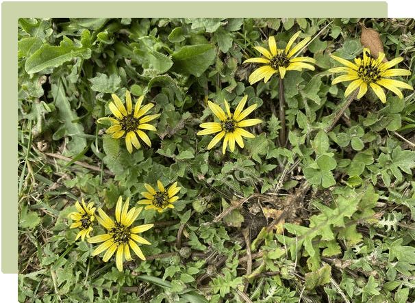 Keeping your lawn weed free