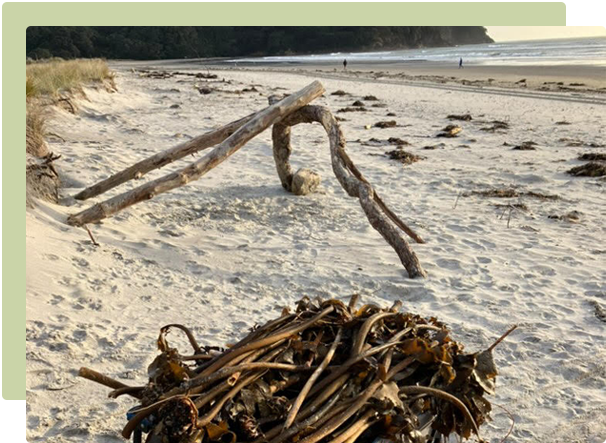 Make your own Seaweed Fertiliser
